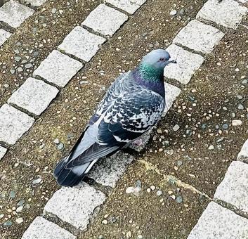 鳩の写真