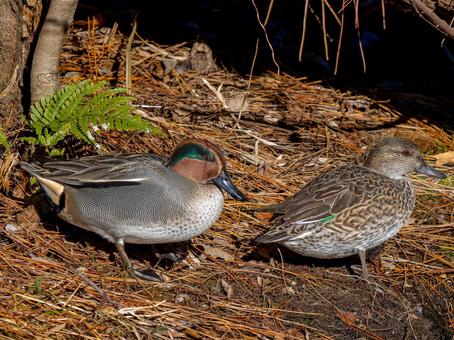 Teal by the water, JPG