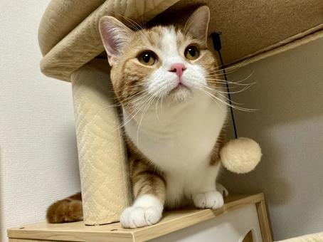 猫 猫の写真