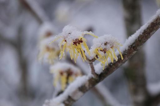 雪景色 雪景色の写真
