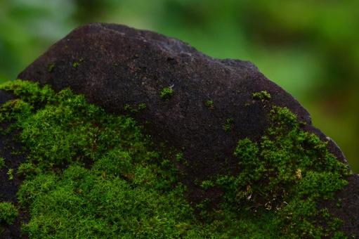 苔むした岩の静寂 苔むした岩の静寂 苔,岩,苔むした岩の写真素材