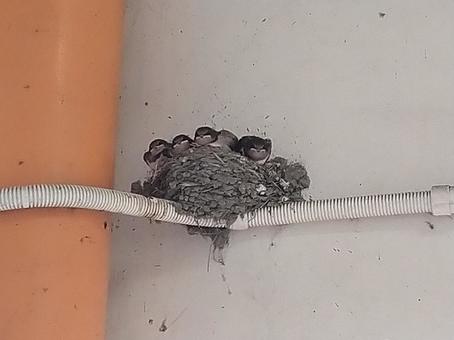 Photo, swallow, incubation, under the eaves, 