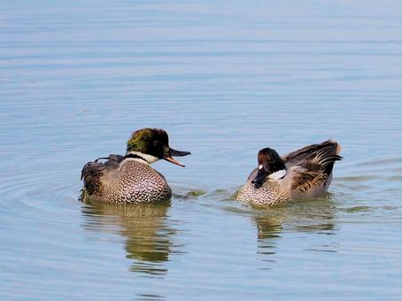 ヨシガモ ヨシガモ,鳥,野鳥の写真素材