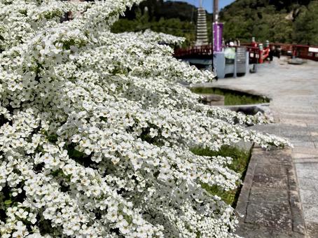 Spiraea, JPG Spiraea, JPG