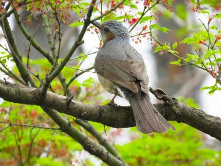木の枝に留まるヒヨドリ 木の枝に留まるヒヨドリの写真