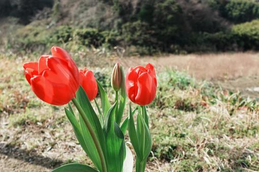 チューリップ チューリップ,赤,花の写真素材