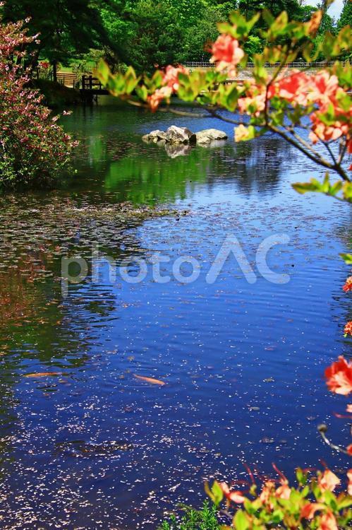 春の公園のイメージ 公園,春,自然の写真素材
