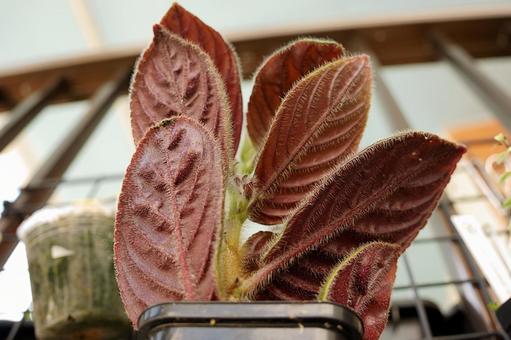 鉢植えのビロード 鉢植えのビロードの写真