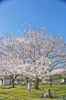 桜 桜の写真