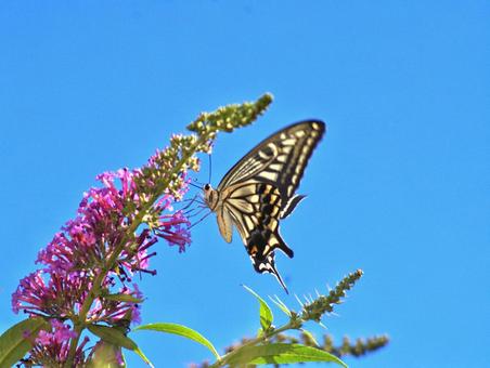 Swallowtail butterfly, JPG