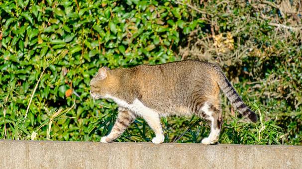 Stray cat walking on a block wall, JPG