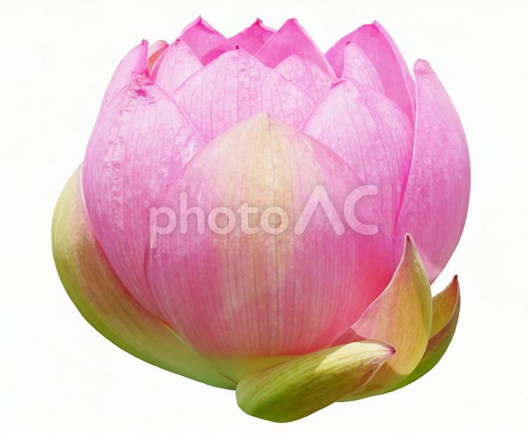 蓮の花【切り抜きPSD】 蓮,psd,切り抜きの写真素材