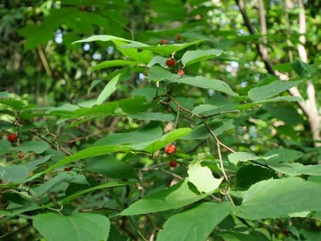 Photo, raspberry, natural, tree fruit, 