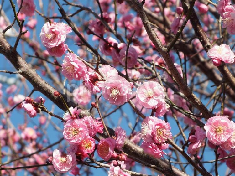 ピンクの美しい梅の花 梅,梅の花,白い梅の写真素材