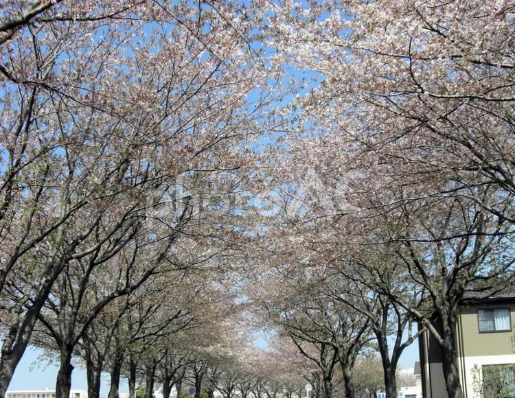 桜並木-1 桜並木,桜の木,幹の写真素材