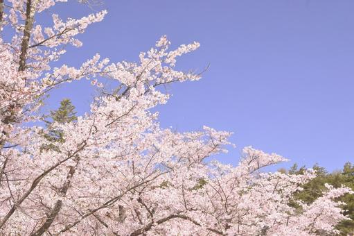 桜と青空 桜と青空の写真