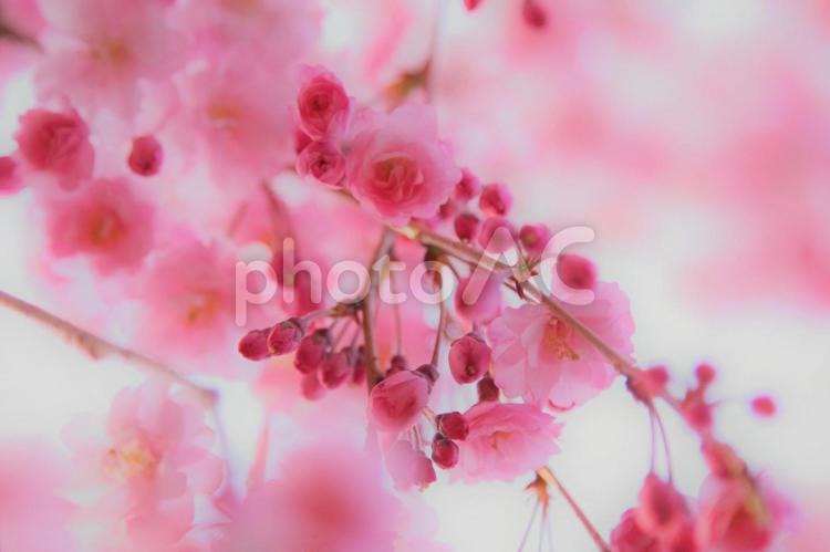 さくら１ 桜,サクラ,春の写真素材
