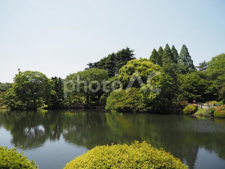緑の広場　春・夏のイメージ 憩い,木陰,癒やしの写真素材