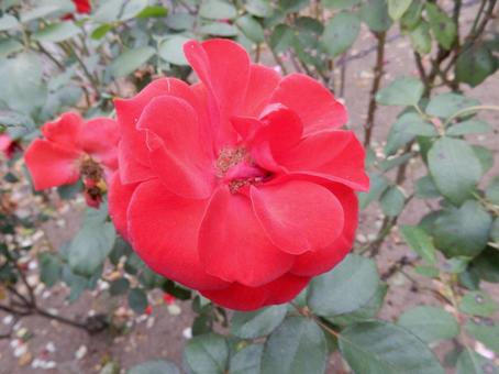 【薔薇の写真】バラの花 バラ,薔薇,植物の写真素材