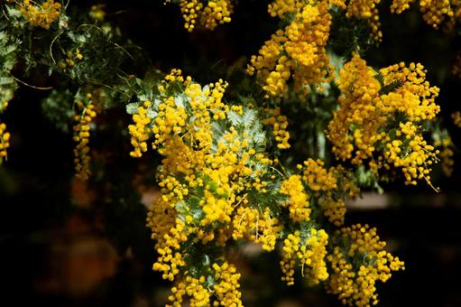 春の光を浴びて輝く、鮮やかなミモザの花 春の光を浴びて輝く、鮮やかなミモザの花の写真