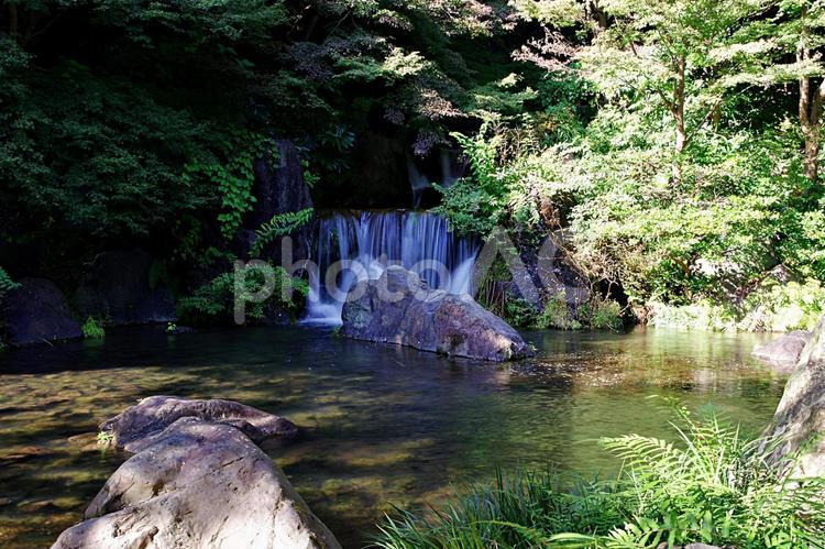 森の中の小滝 小滝,落水,滝の写真素材