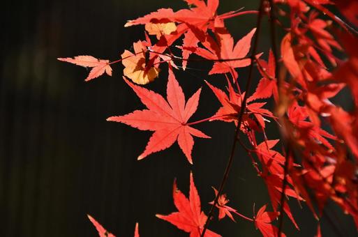紅葉の写真
