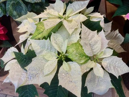 白いポインセチア 白ポインセチア,冬,花の写真素材