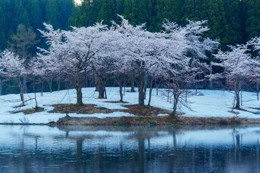 250426津南町中子の桜の写真