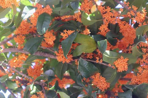 平城京跡が聖地 金木犀,花,flowerの写真素材