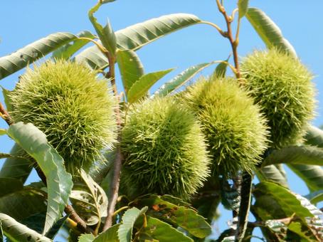【植物写真】イガグリ(毬栗) 【植物写真】イガグリ(毬栗) イガグリ,毬栗,自然の写真素材