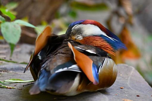 オシドリ 鳥,オシドリ,おしどりの写真素材