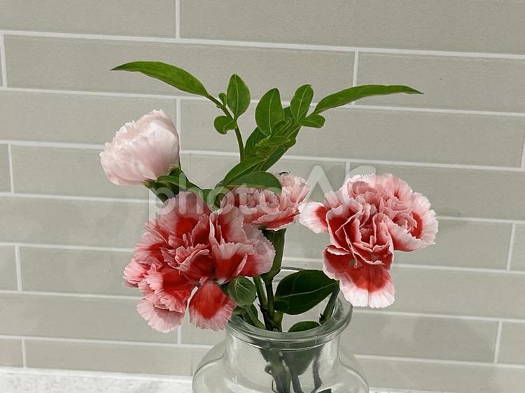 花瓶　カーネーション フラワーアレンジメント,母の日,花の写真素材