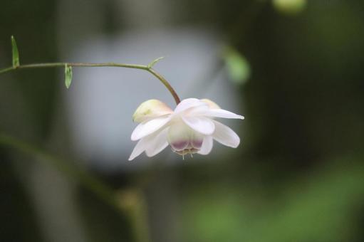 白い花びらのレンゲショウマの花のアップ 白い花びらのレンゲショウマの花のアップの写真