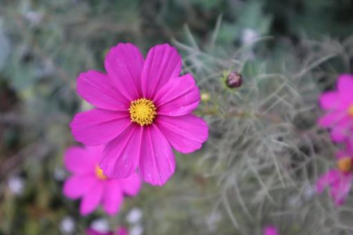 コスモスや旅路は同じ帰路をとる コスモス,花,flowerの写真素材