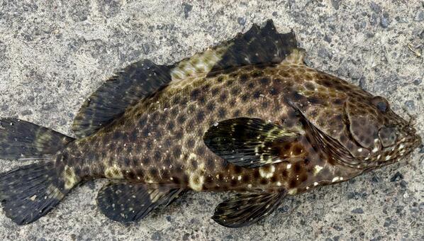 堤防釣りで釣れた高級魚ヤイトハタ 魚,サカナ,ヤイトハタの写真素材