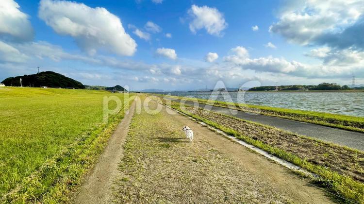 遠賀川を歩くフレブル 遠賀川を歩くフレブル フレンチブルドッグ,遠賀川,河川敷の写真素材