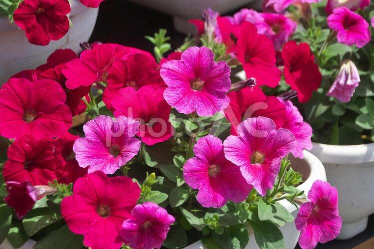 美しい夏の花 ペチニア,夏の花,赤い花の写真素材