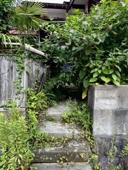 雑草が生い茂る空き地 夏,うっそう,茂みの写真素材