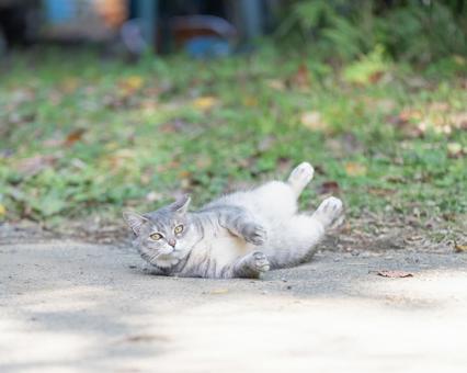 ゴロゴロ猫 ゴロゴロ猫の写真