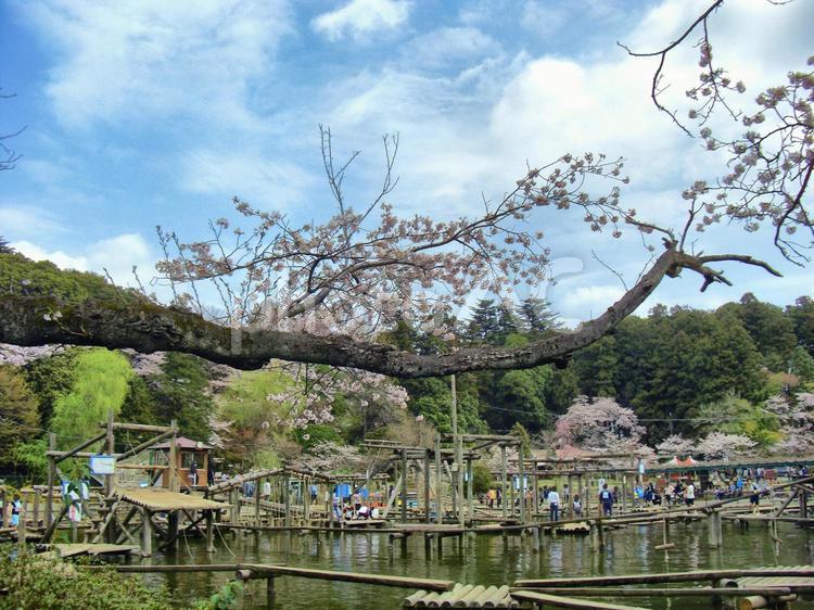 清水公園の風景-6 清水公園,千葉県野田市,公園の写真素材
