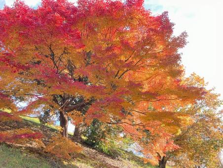 紅葉 もみじ,紅葉,あかの写真素材