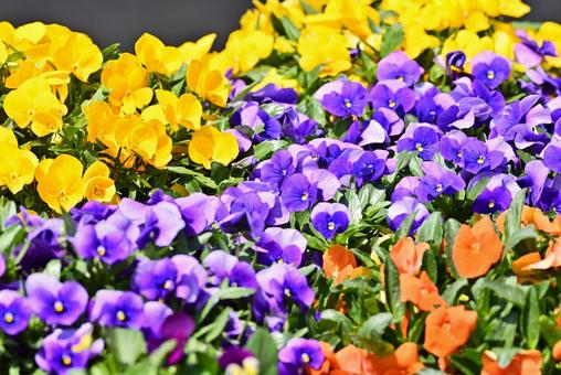 Colorful pansy flowers, JPG