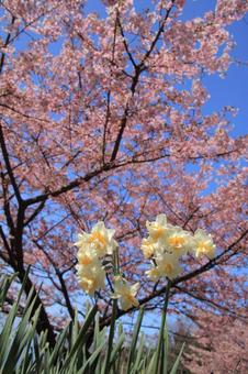 青空と満開の河津桜と水仙 青空と満開の河津桜と水仙の写真