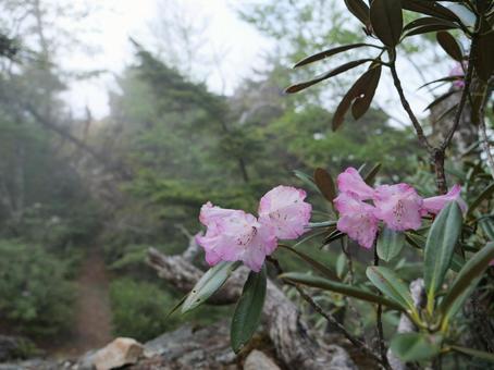 飛龍山のシャクナゲ 飛龍山のシャクナゲ 石楠花,しゃくなげ,シャクナゲの写真素材