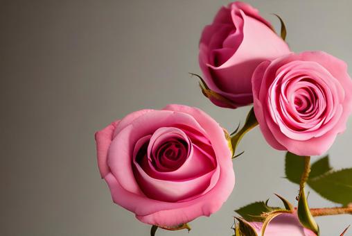 美しい薔薇 美しい薔薇 薔薇,バラ,ばらの写真素材