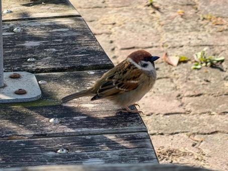 ベンチで一休みする野生のスズメ スズメ,雀,野鳥の写真素材