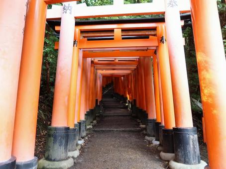 京都 伏見稲荷大社 千本鳥居 京都 伏見稲荷大社 千本鳥居 京都,伏見稲荷大社,伏見稲荷の写真素材