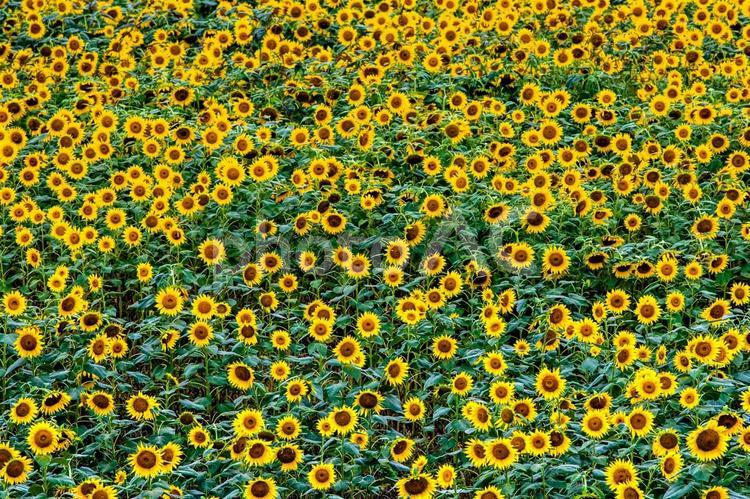 夏のひまわり畑 ビタミンカラー,イエロー,ひまわりの写真素材