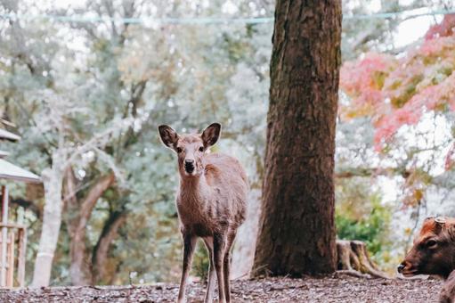 ようこそ奈良公園にお越し頂きました 鹿,動物,哺乳類の写真素材