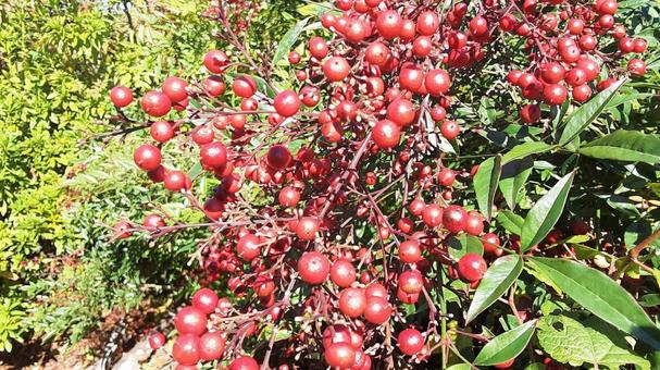 南天の実・1の写真